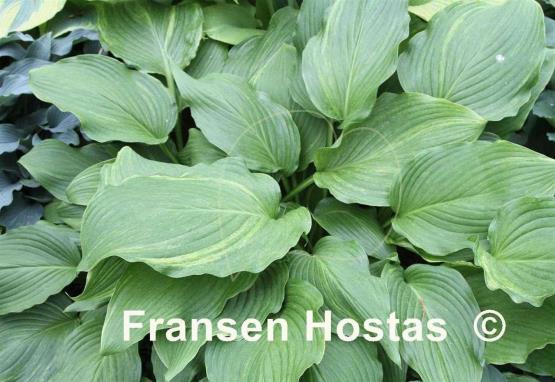 Hosta montana 'Chirifu'